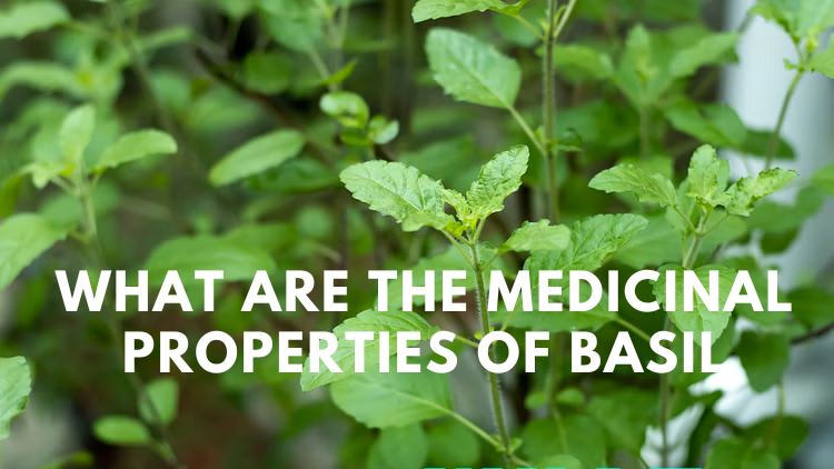 क्या क्या तुलसी के औषधीय गुण - What are the Medicinal Properties of Basil